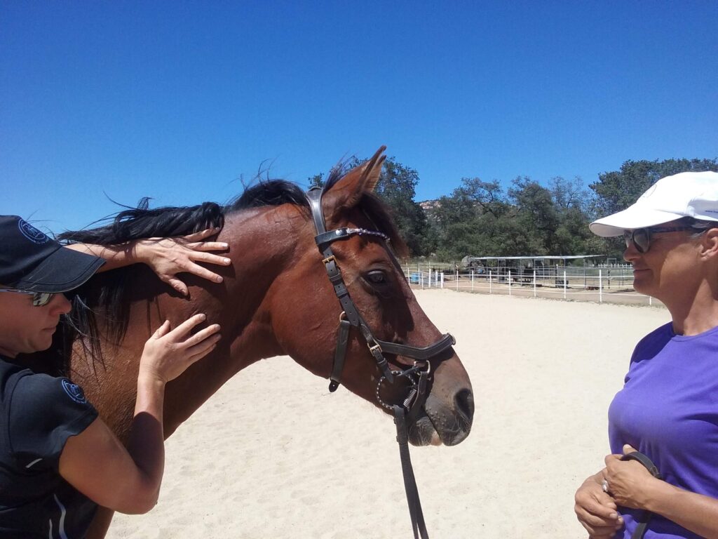 Holistic Horsemanship Clinics