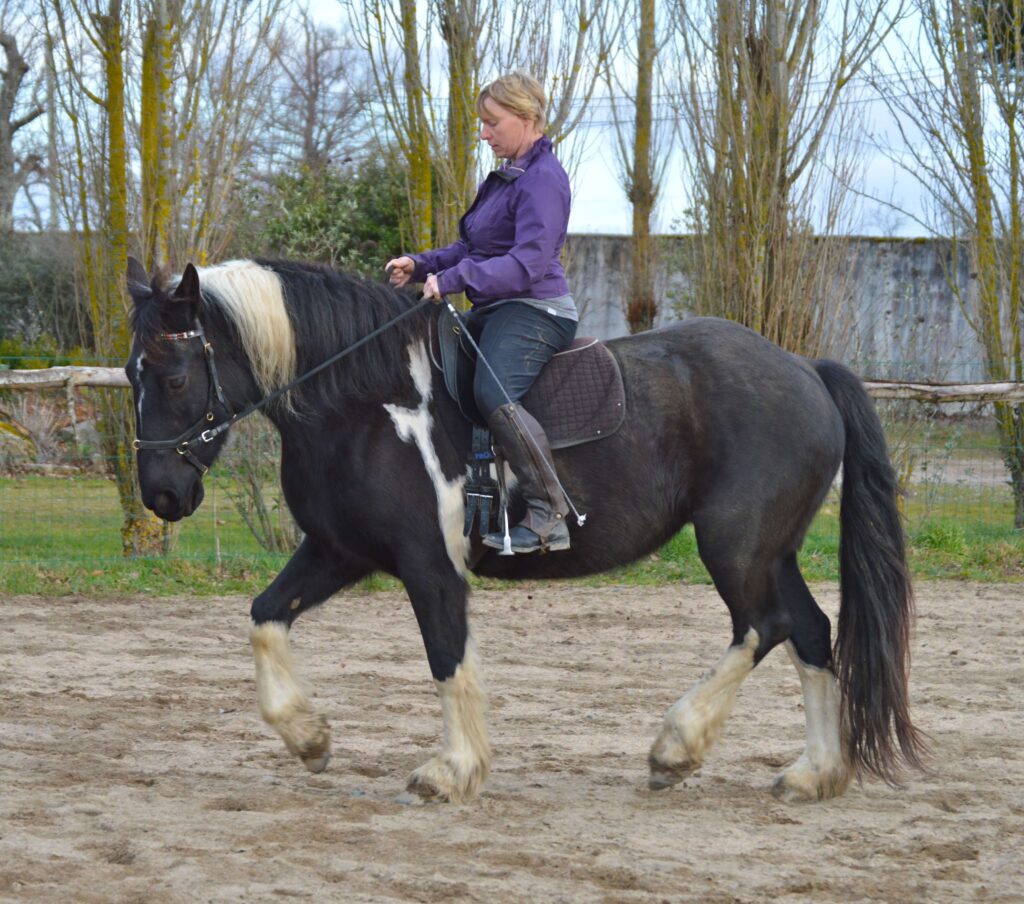 Training Horses