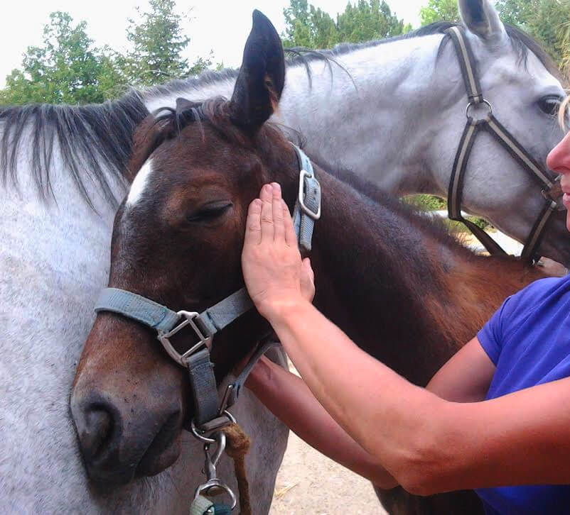 CranioSacral Therapy with Foal
