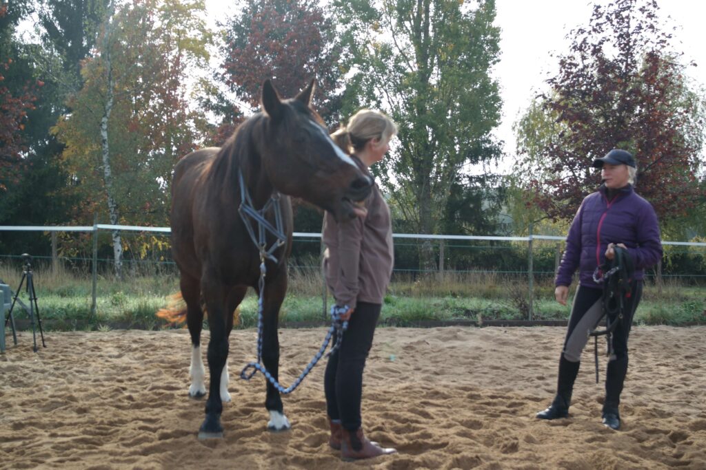 Holistic Horsemanship Clinics