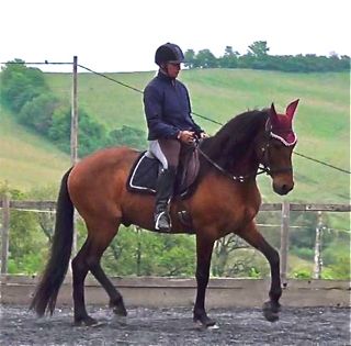 Training Horses