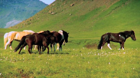 Feeding Horses