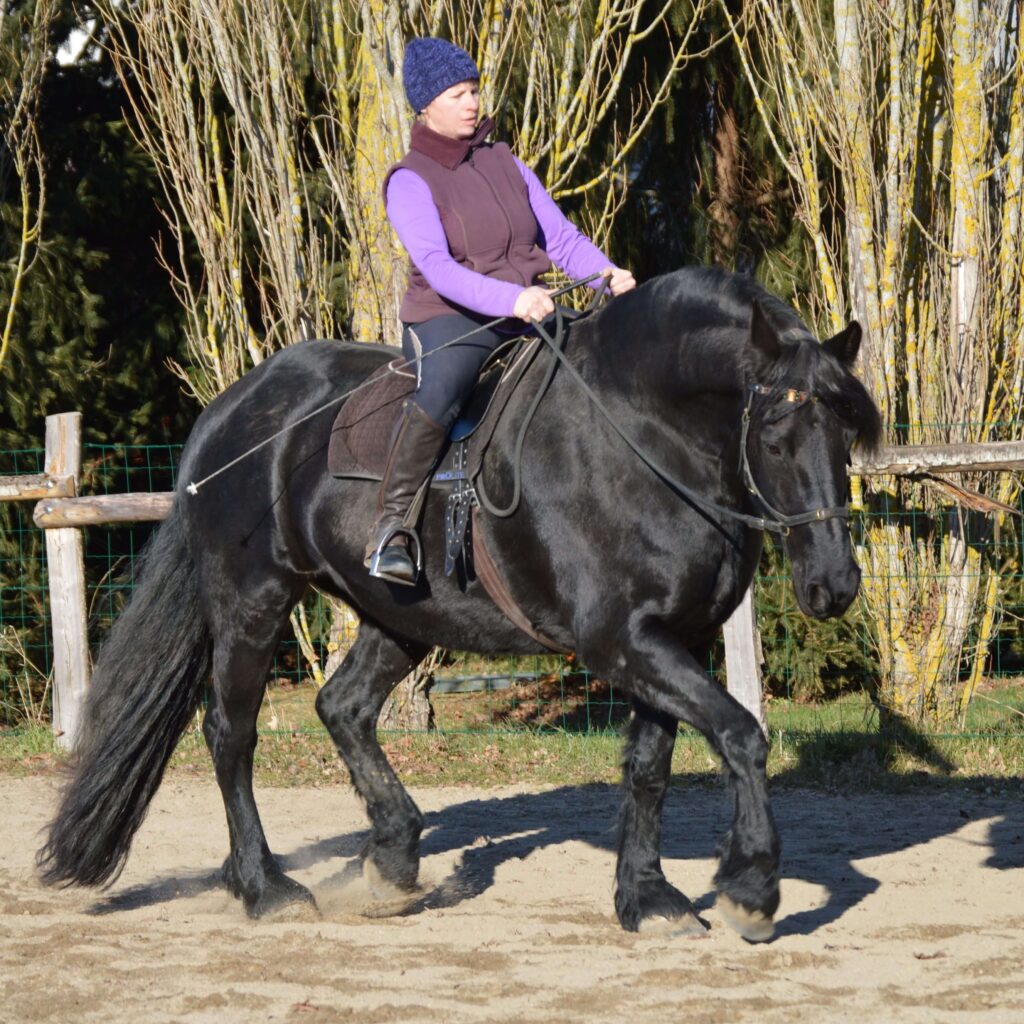 Training Horses