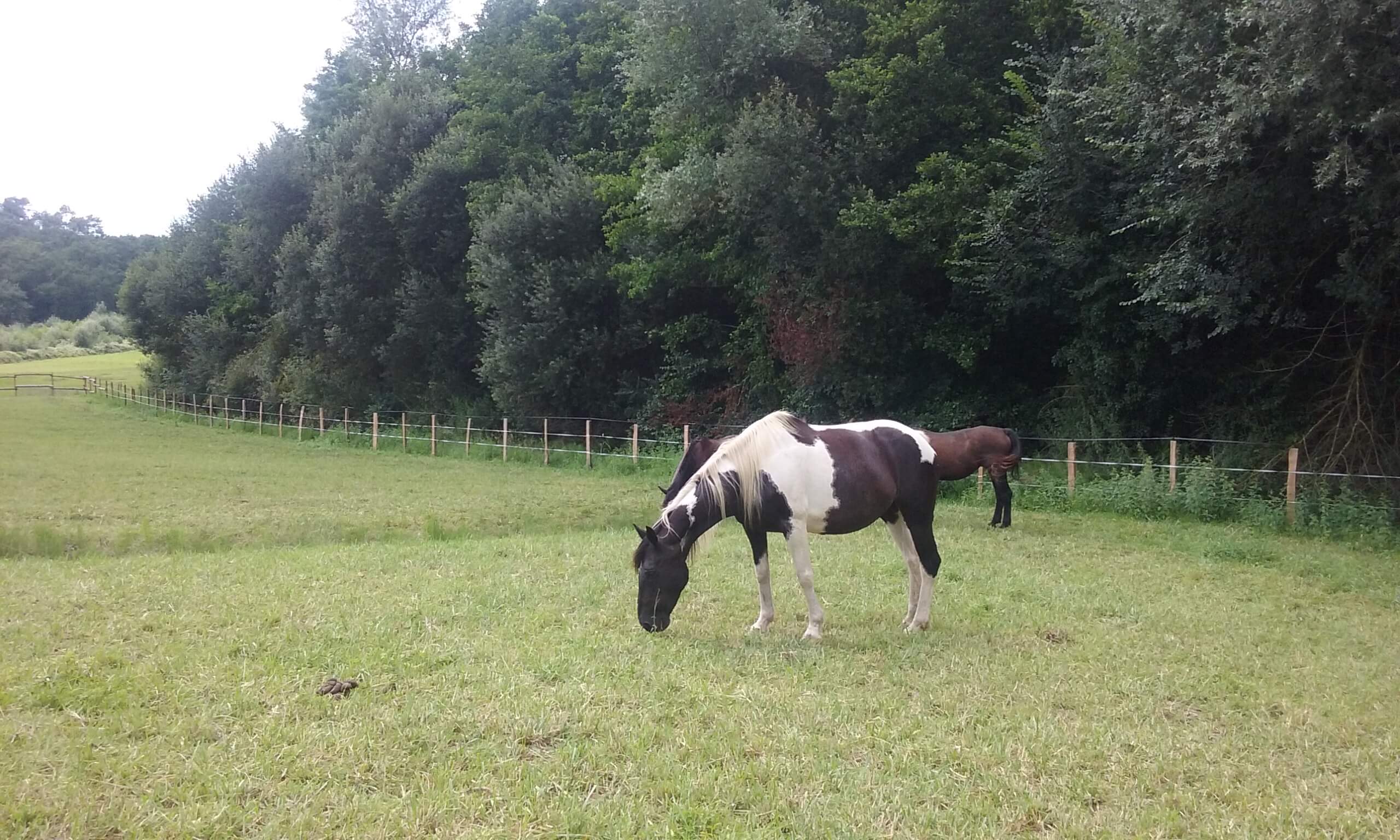 Horse Guardian