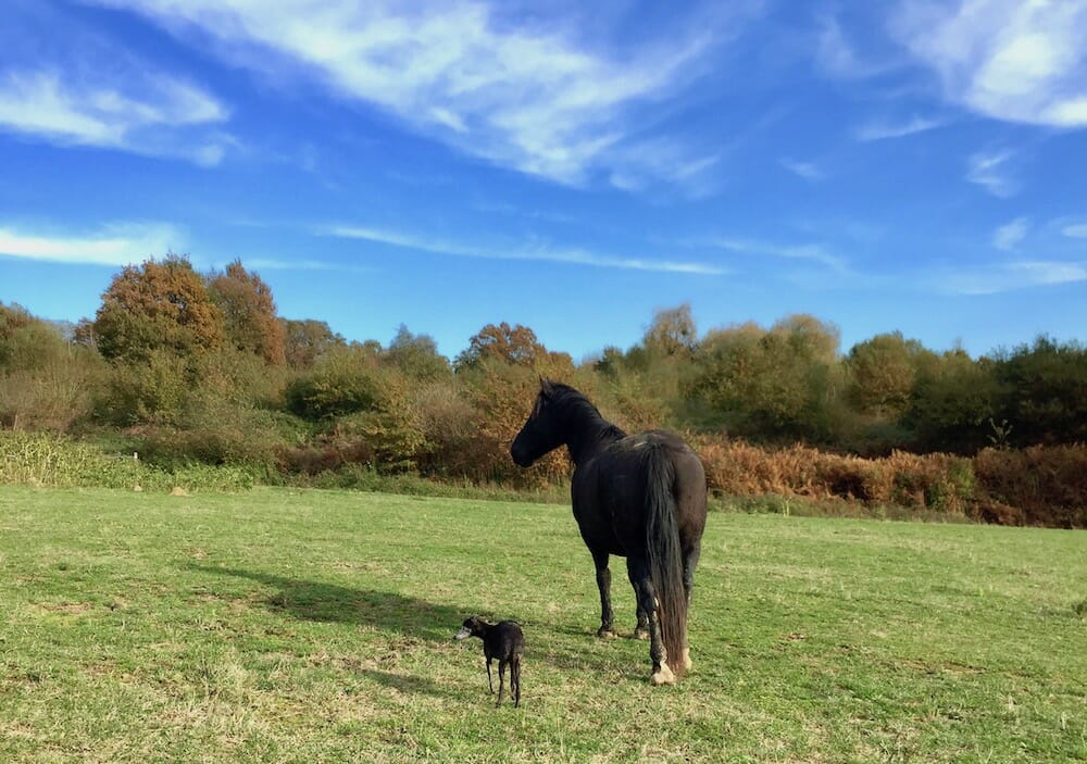 The Horses and the Dogs 