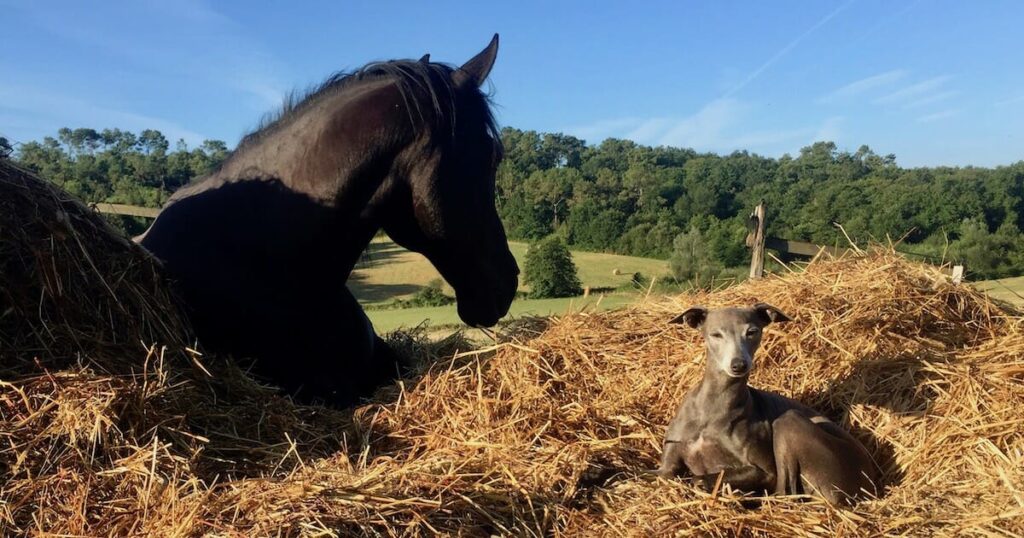 The horses and the dogs 