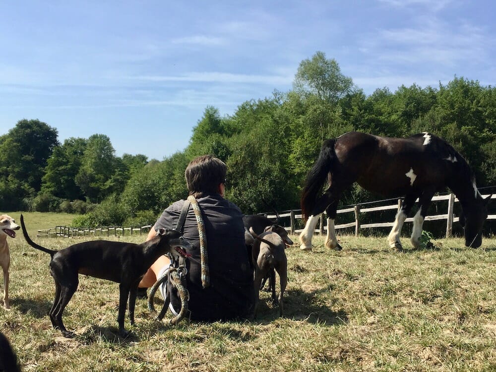 The horses and the Dogs