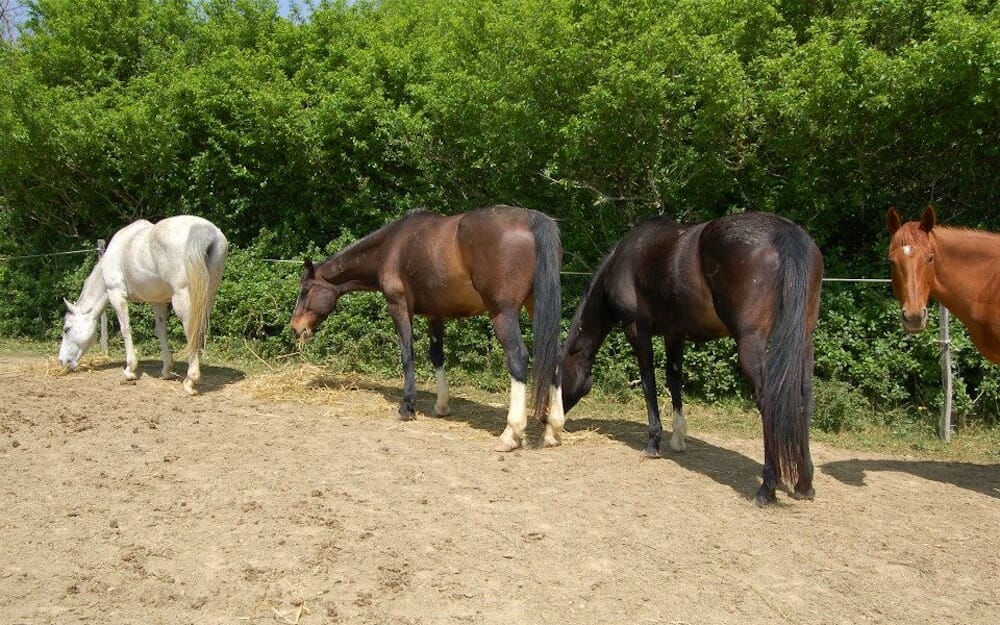 Xas and her Herd