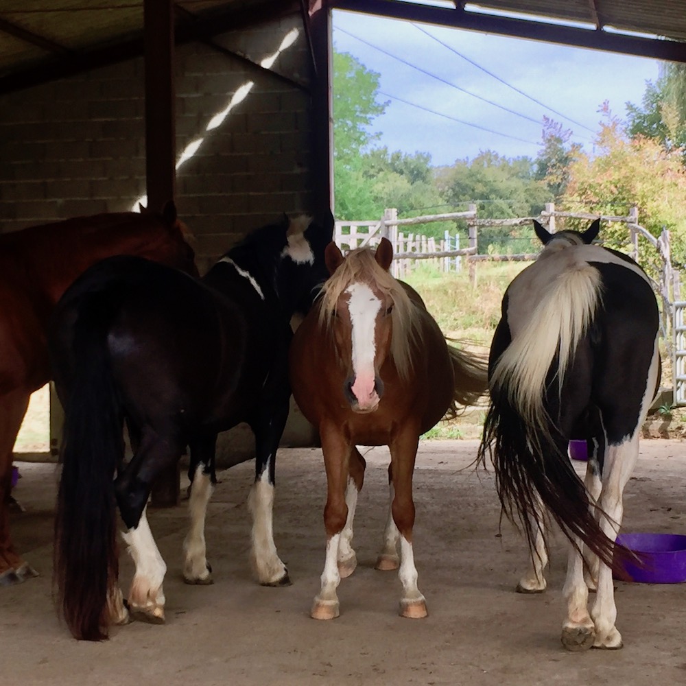 holistic horse keeping