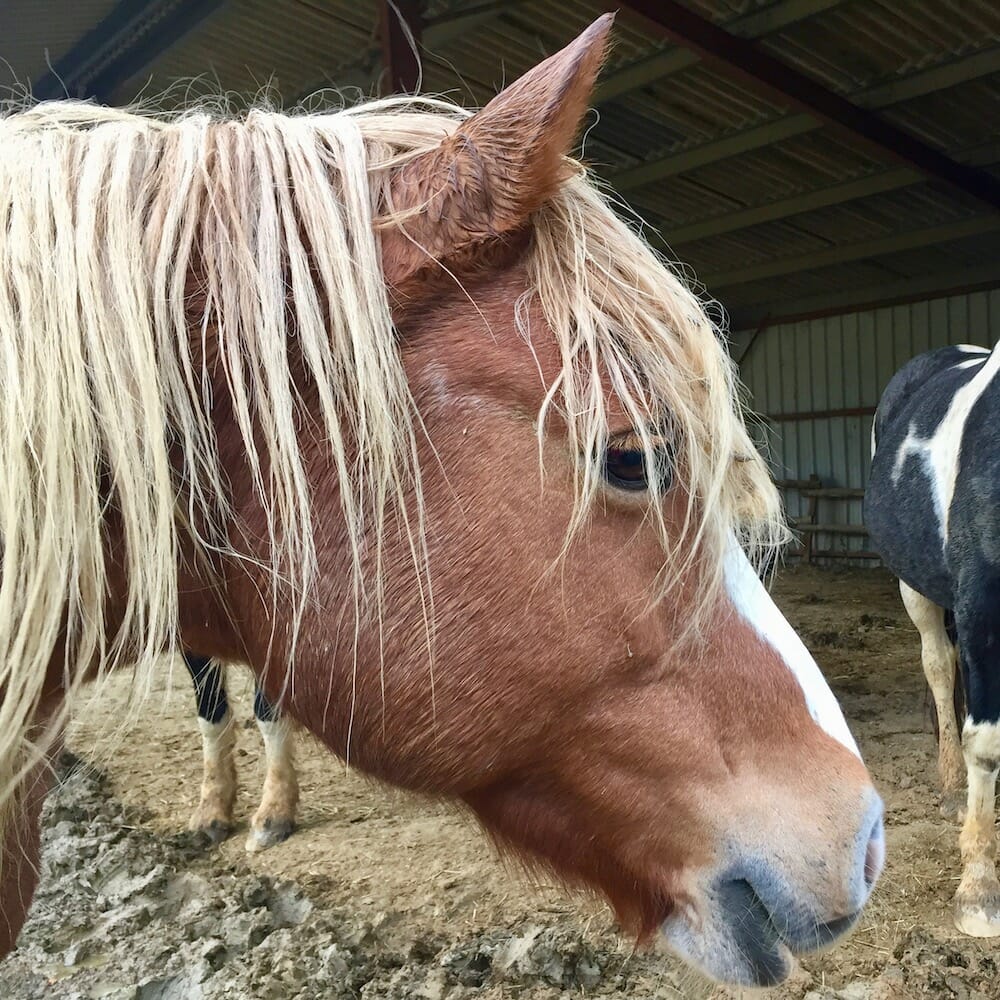 Holistic Horse Herd