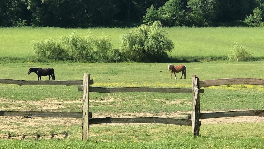 Physiology and the Bridle