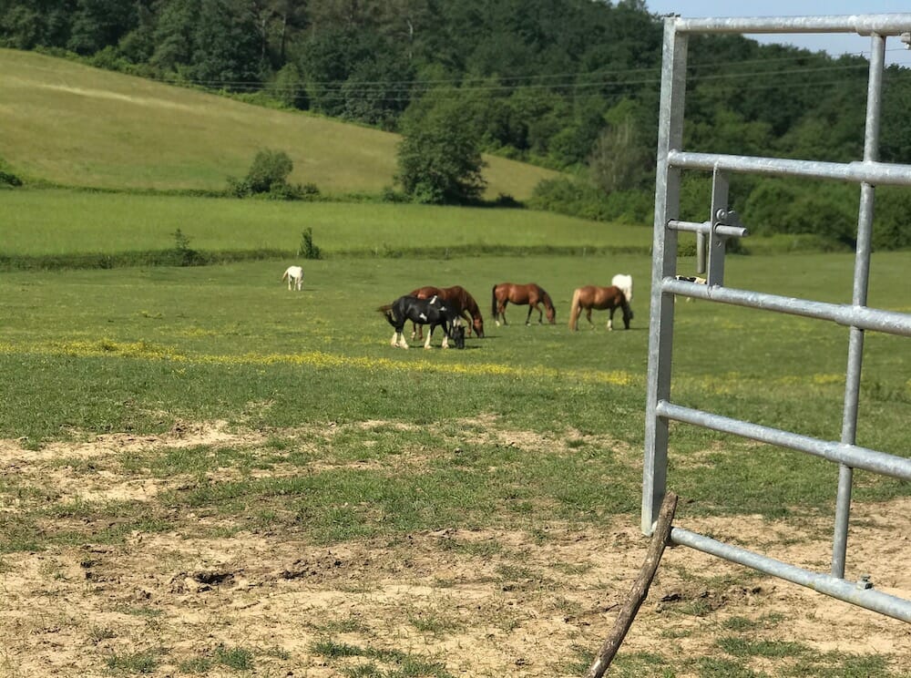 Following the herd 