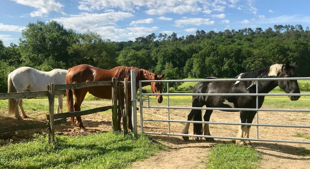 The Herd 