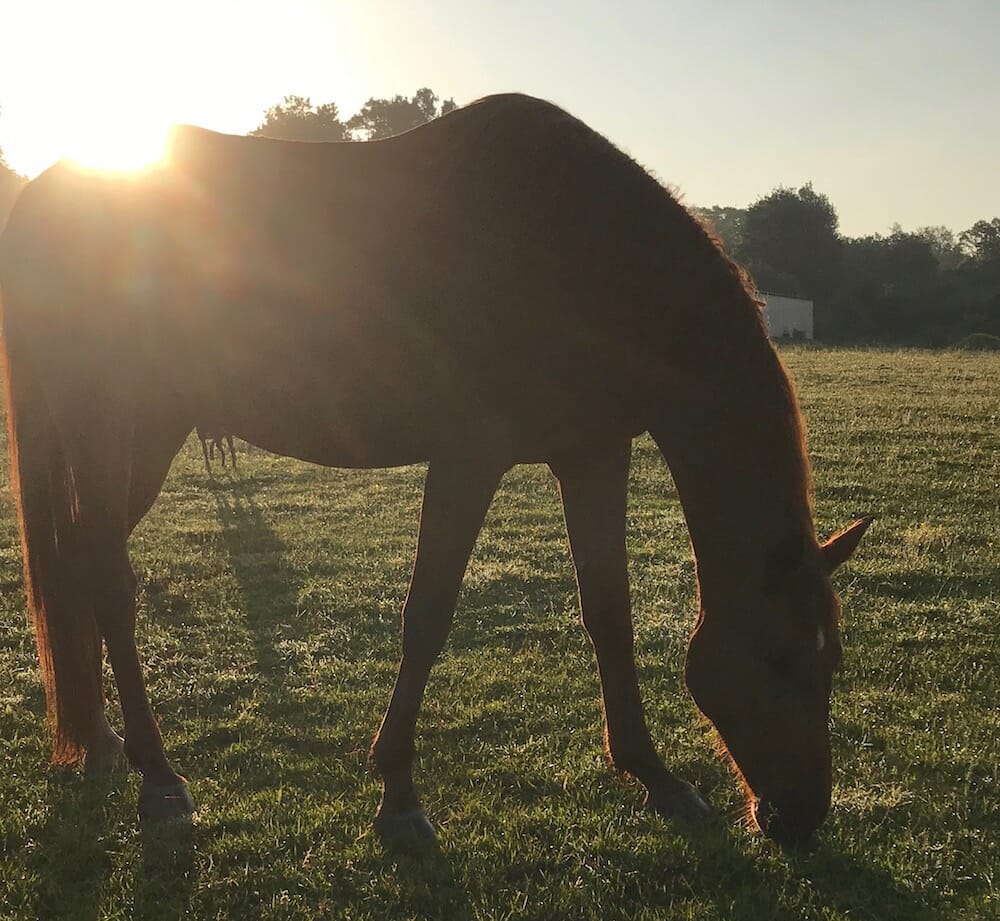 Acknowledging The Horses Without Choice