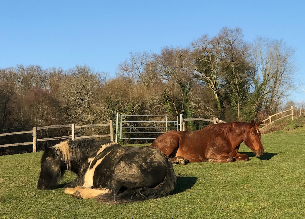 Gift of Horses