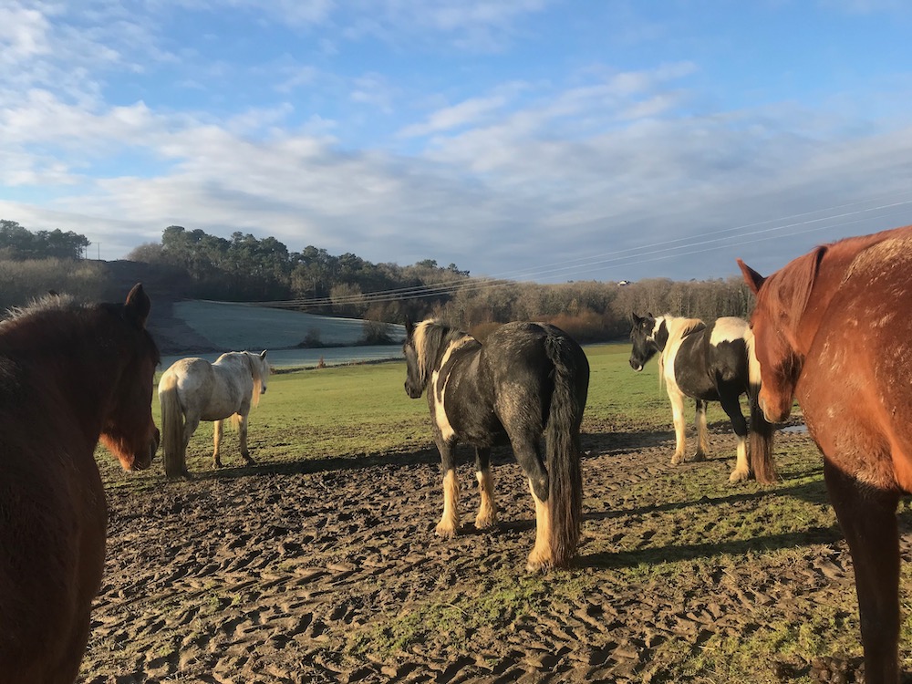 Meditation in the Herd
