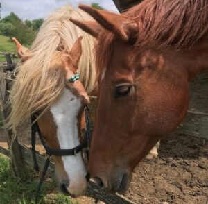 Bridle