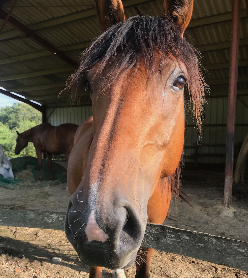 Horse Assisted Healing  