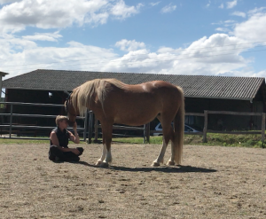 Horse free horsemanship