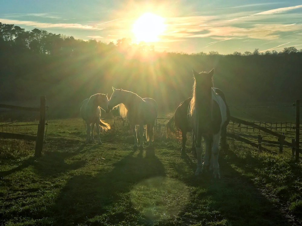 The Herd 