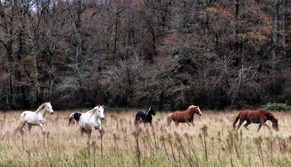 The herd