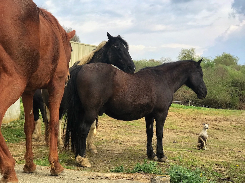 The horses and me 