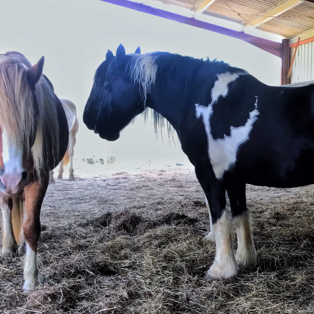 Becoming the Open Portal with the horses