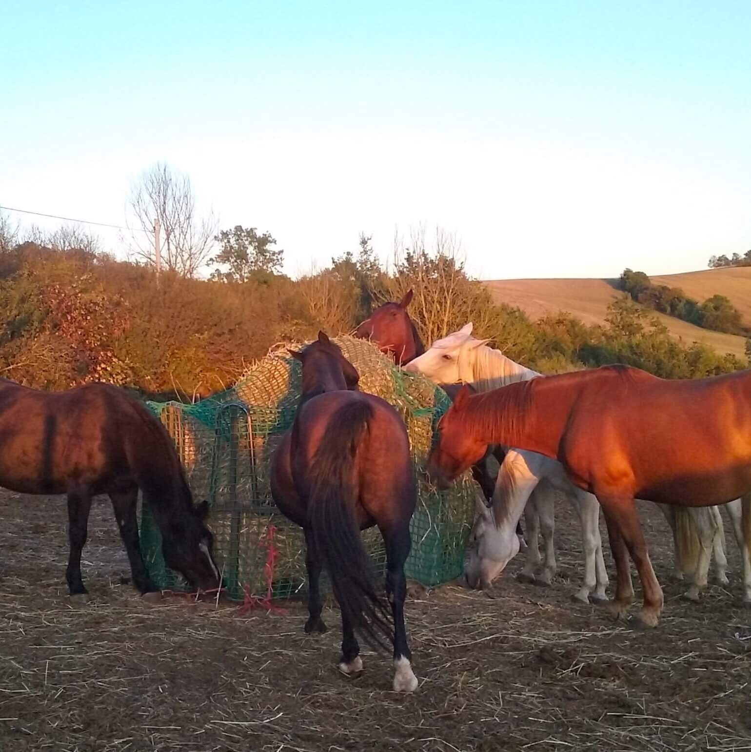 Horsemanship Advice