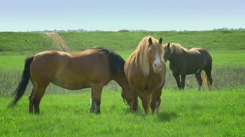 Feeding Horses