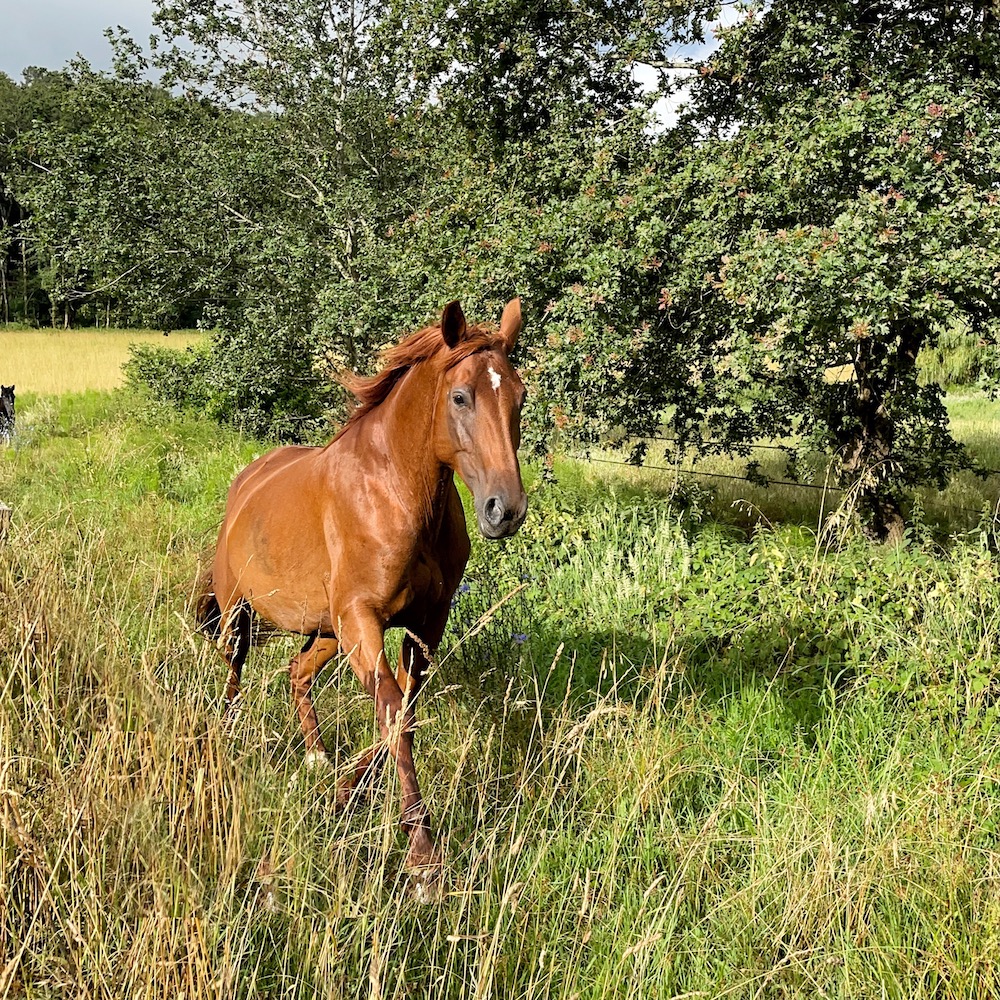 Feeding horses