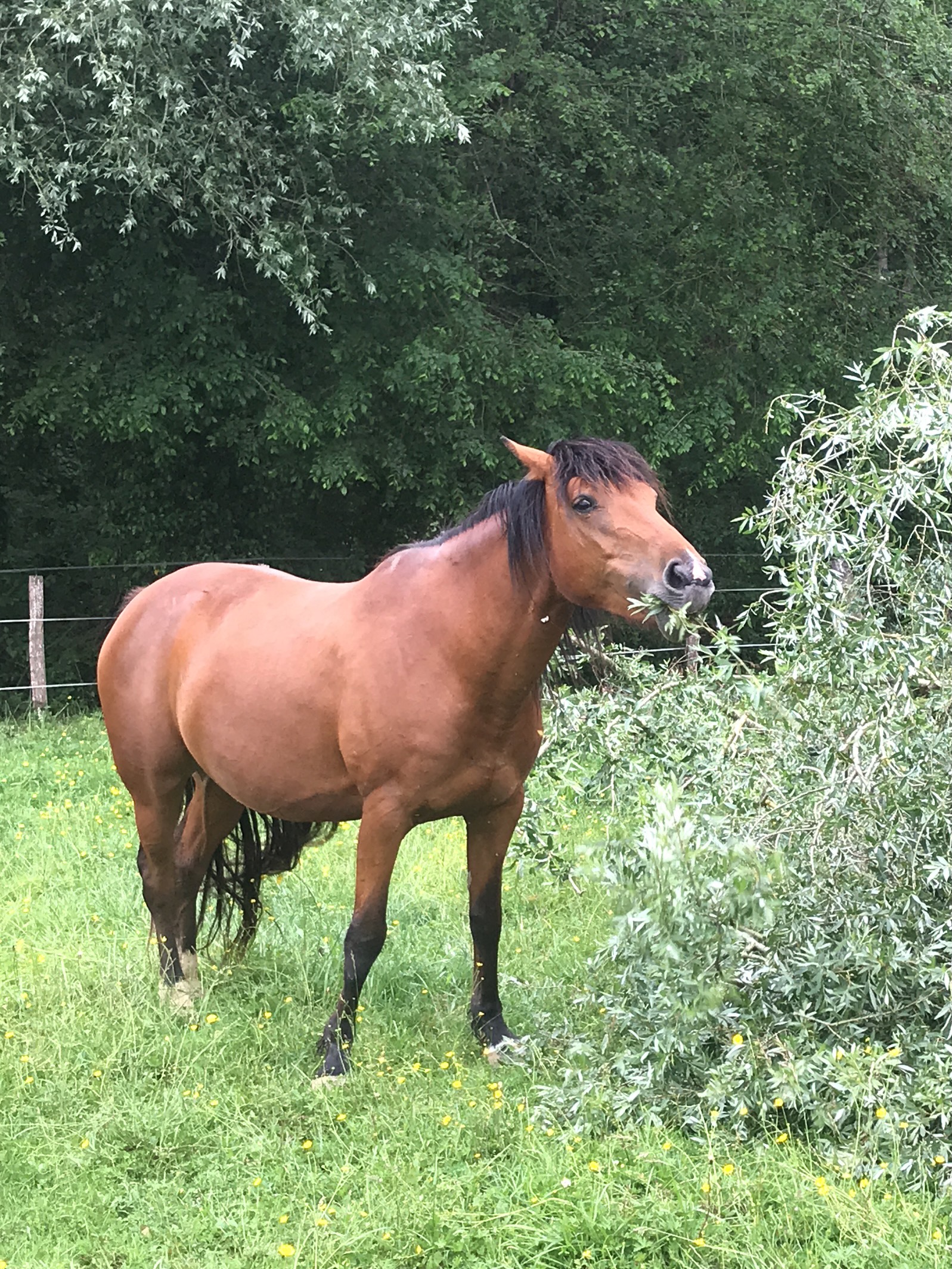 Cheyenne grazing