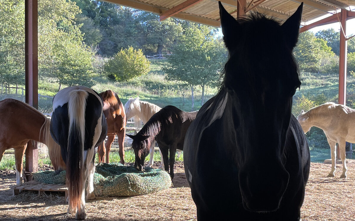 Horses in the winter barn