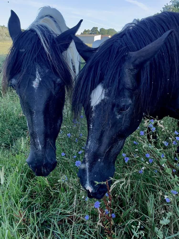 Herd Elders